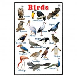 Birds - Educational Chart (MM00648)  Birds - Educational Chart (MM00648)