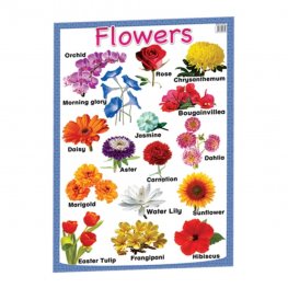Flowers - Educational Chart (MM00655)  Flowers - Educational Chart (MM00655)