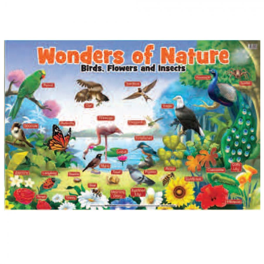Wonder of Nature - Educational Chart (MM24709)