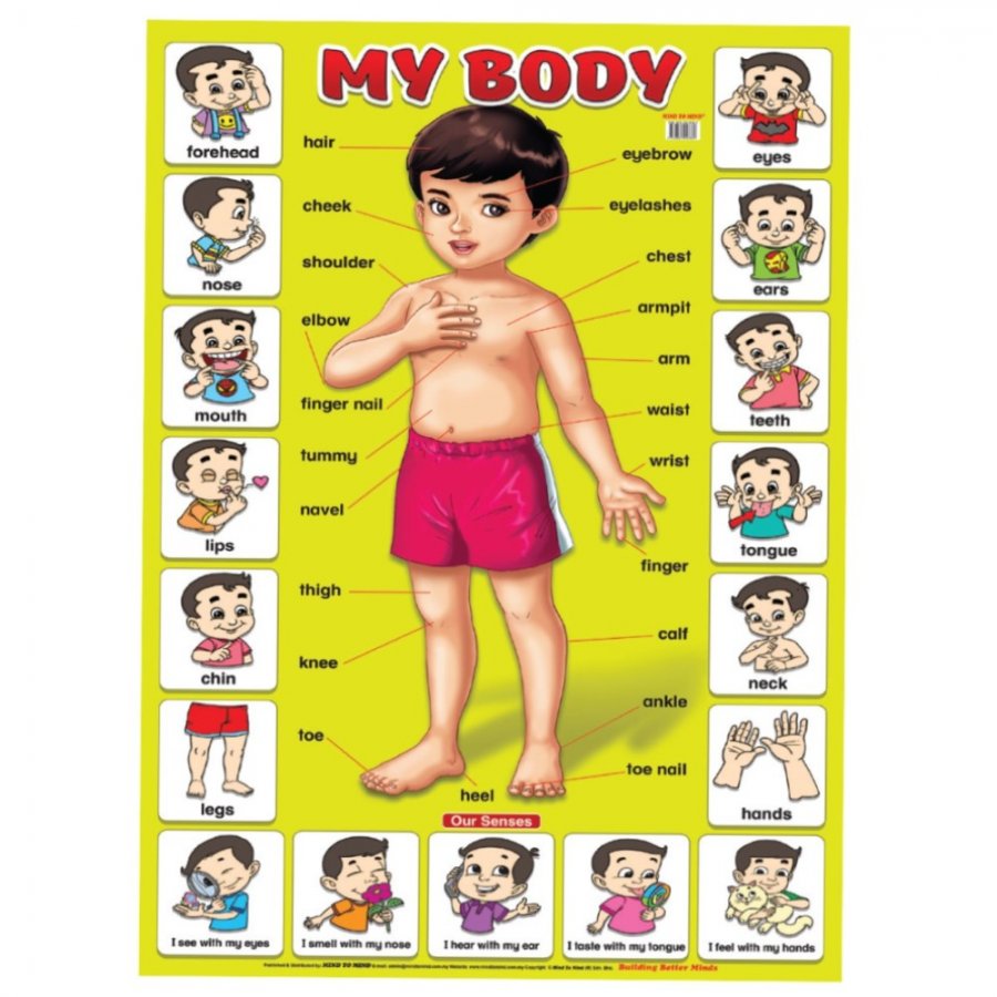 My Body - Educational Chart (MM58389)
